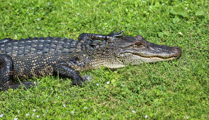 Alligator on grass