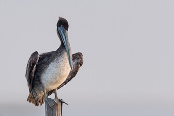 Brown pelican