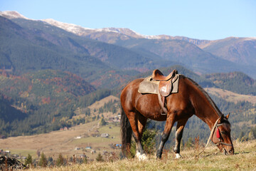 Fototapeta na wymiar Beautiful horse grazing on pasture in mountains. Lovely pet