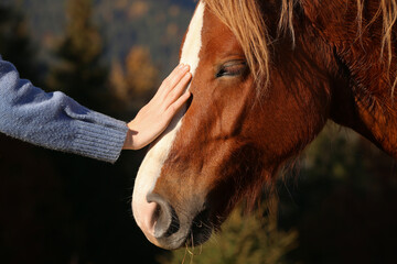 Woman petting beautiful horse outdoors on sunny day, closeup - Powered by Adobe