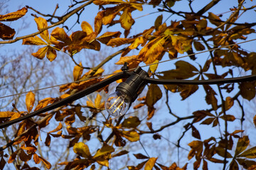 Close up of one energy-saving electrical light bulb hanging of yellow dry maple leaves on branches and a blue clear sky background. Autumn mood. Kadriorg park, Tallinn, Estonia
