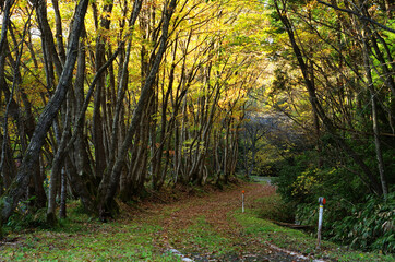 Fototapeta premium 秋の遊歩道