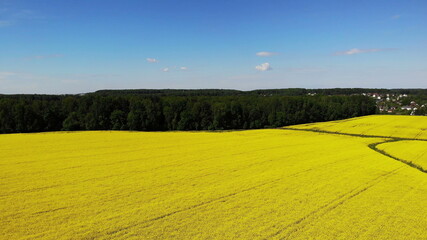 yellow rapeseed flower field sunny day with blue sky, sping time, shot from drone aerial