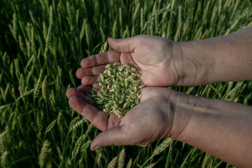 Farmer holding seed in his hands