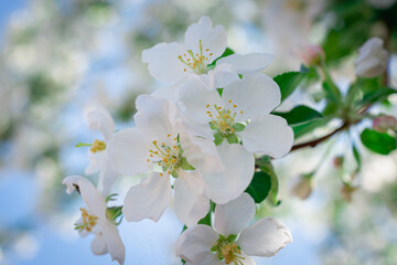 White flowers of an apple tree in early spring.