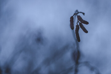 Spring background with flowering hazelnut-tree 