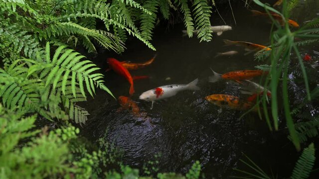 This tranquil video shows a group of koi fish swimming in a pond, surrounded by lush fern foliage. 