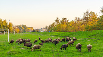 A herd of sheep grazing on a green field