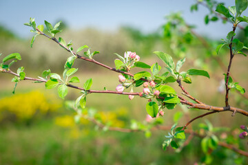 Apple-tree flowers on tree branches in early spring.