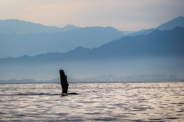 Obraz premium whale fin in the ocean