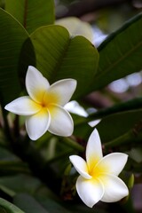 white frangipani flower on green leaf