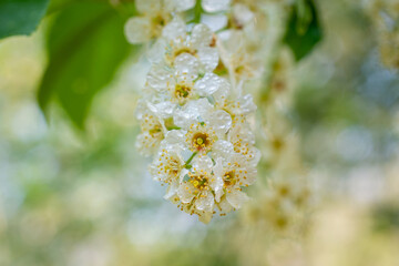 Bird cherry flowers close-up. Spring flowering bird cherry.