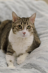 Portrait of a cat lying on a light soft blanket. Eyes wide open, looking forward at the camera and slightly up. Portrait of a pet in close-up. Attentiveness, curiosity, alertness. High quality photo.