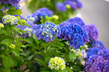 青いきれいな花