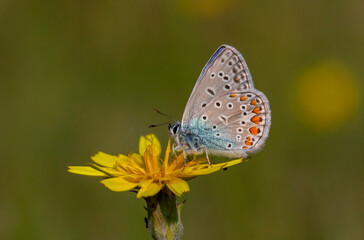 Naklejka na ściany i meble little blue butterfly on white flower, Polyommatus icarus