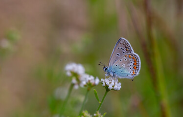blue butterfly on yellow flower, Polyommatus icarus