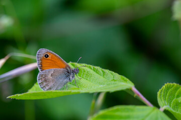 little butterfly clinging to a green grass, Coenonympha pamphilus