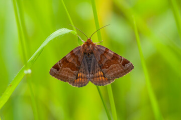 cute moth perched on a brown green grass