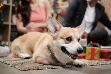 Happy dog at party sits in front of two coworkers' teams to prepare gifts for Christmas celebration before joyful company holiday in the business office workplace decorated for a New Year's festival.