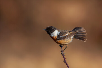 little bird clinging to a dry branch
