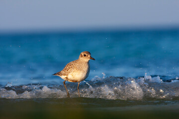 a bird trying to feed on seaweed by the sea, Pluvialis squatarola, Grey Plover