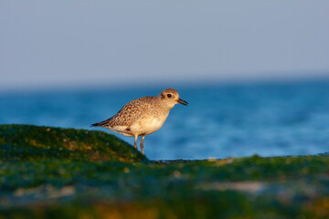 a bird trying to feed on seaweed by the sea, Pluvialis squatarola, Grey Plover
