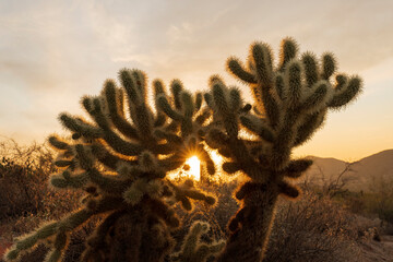 desert cholla amongst the evening setting sun with small sun flare and warm natural light to produce a halo effect of the cactus