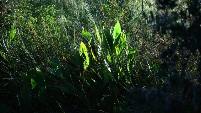 Tropical plant in sunlight; natural reserve on west coast of Florida