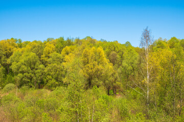 Fototapeta na wymiar Spring forest on blue sky background. Spring park in sunny day