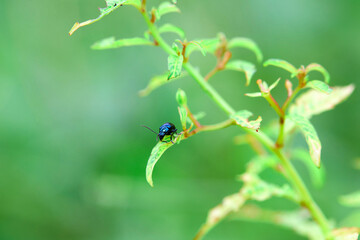 blue bug on green leaves