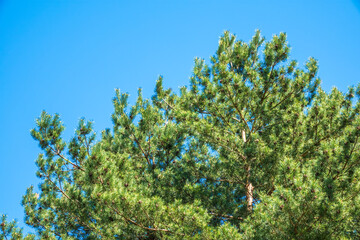 Green pine tree with long needles on a background of blue sky. Freshness, nature, concept. Latin: Pinus brutia