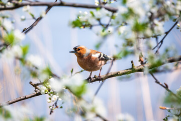 Common chaffinch, Fringilla coelebs, sits on a branch in spring on green background. Common chaffinch in wildlife.