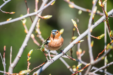 Common chaffinch, Fringilla coelebs, sits on a branch in spring on green background. Common chaffinch in wildlife.