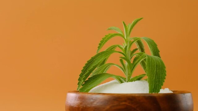Stevia rebaudiana.Stevia fresh green twig on a bright orange background. 4k footage