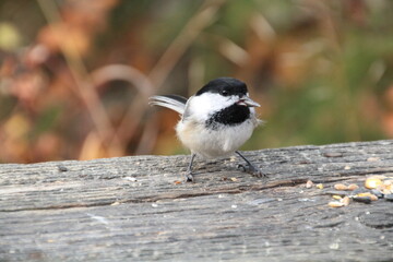 black and white bird, Whitemud Park, Edmonton, Alberta