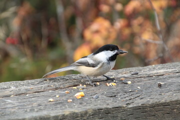 Bird Taking Seed, Whitemud Park, Edmonton, Alberta