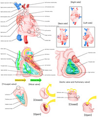 心臓　循環器　構造　イラスト　英語