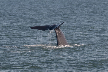 Naklejka premium A Diving Sperm Whale tail raising to splash the water. Taken Whale Watching in Kaikoura