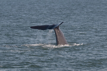 A Diving Sperm Whale tail raising to splash the water. Taken Whale Watching in Kaikoura