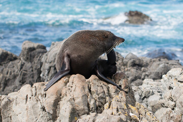 Naklejka premium New Zealand Fur Seal (Arctocephalus forsteri) on the rocks at Red Rocks, Wellington, New Zealand