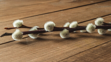 Fototapeta na wymiar Pussy willow branch with white catkins, on wooden table.