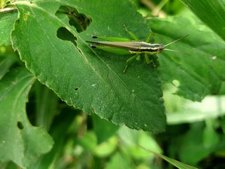 grasshopper on leaf