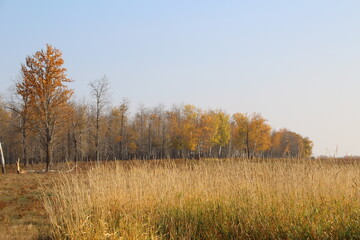 Fototapeta premium autumn forest in the morning, Elk Island National Park, Alberta