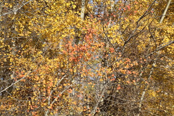 Colors In The Trees, Elk Island National Park, Alberta