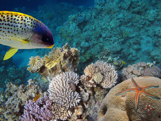Starfish and tropical fish in a coral reef