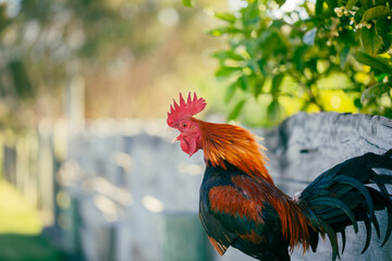 Old English Game cockerel sitting on fence crowing in pretty garden setting