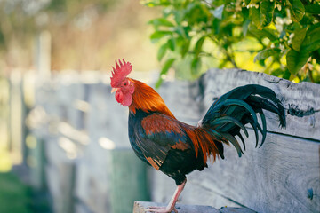 Old English Game cockerel sitting on fence in pretty garden setting