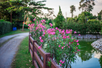 background wallpaper of the colorful flowers of the cosmos flower (pink, purple) planted in the park for the beauty of the spectators, with the blurring of wind and sunlight passing through, fresh air