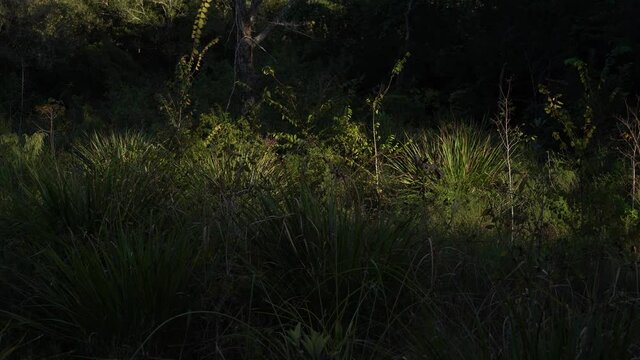 Tropical bushes to old dead tree in the middle of lush tropical reserve on west coast of Florida