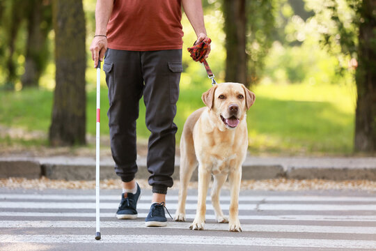 Blind senior man with guide dog crossing road in city